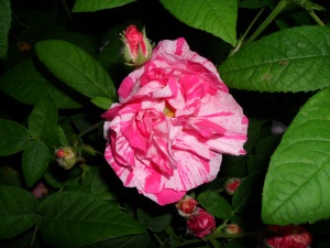 Rosa mundi or R. gallica 'Versicolor'